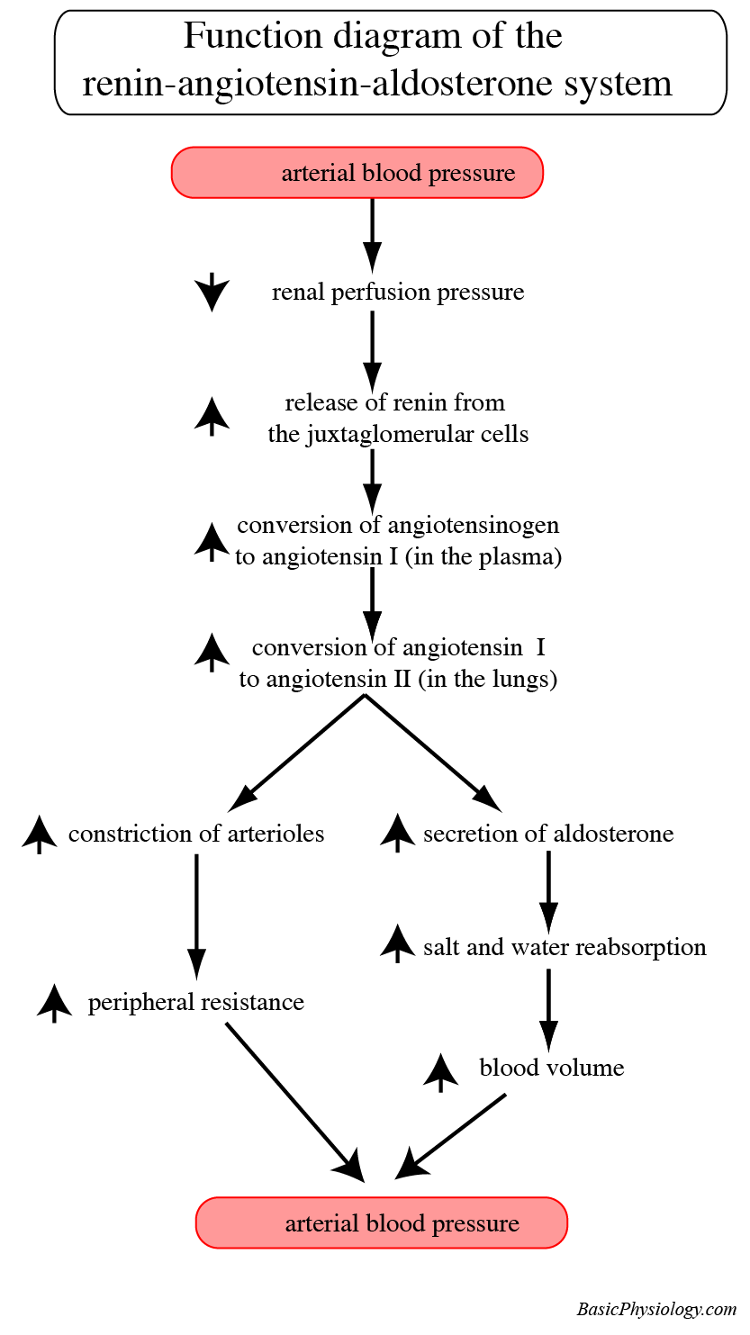 diagram of the function of the renin-angiotensin-aldosterone system